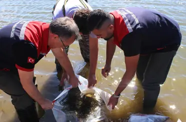 Bolu’da Taşlıyayla Göleti’ne 450 bin pullu sazan yavrusu bırakıldı

