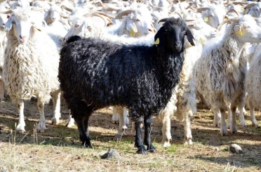 Bolu’da tiftik keçisine 3 milyon liralık destek 