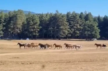 Bolu’da yılkı atlarına kurt saldırdı 