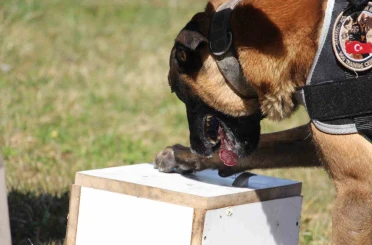 Bolu’daki uyuşturucu operasyonlarında 13 şüpheli yakalandı 