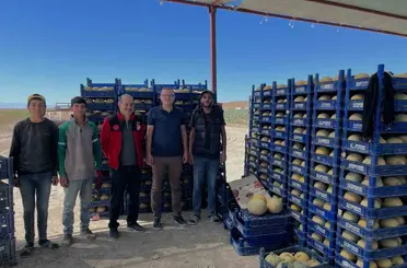 Bor’da domates ve kavun hasadı başladı
