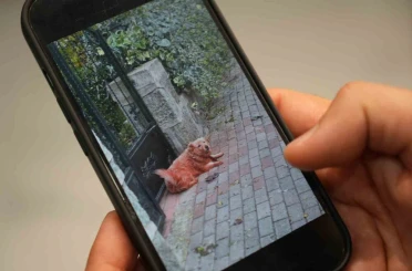 Boyalı köpekler merak uyandırdı 