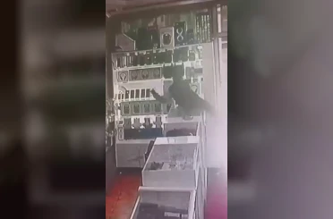 Böyle hırsızlık görülmedi: Masanın üstüne çıkıp vitrindeki telefonları alarak kaçtı 