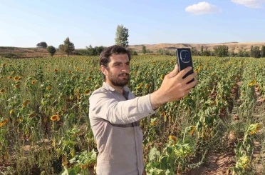 Boynunu eğen günebakanlar, hasat için gün sayıyor 