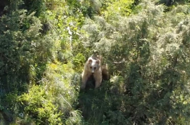 Boz ayı dron kamerasına yakalandı 
