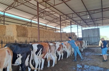 Bozdoğan’da hayvan otlatmak ve hayvan pisliğini dışarı çıkarmak yasaklandı 