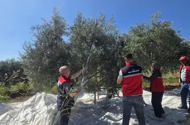 Bozdoğan’da zeytin hasadı üretici bahçesinde gerçekleştirildi
