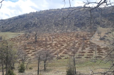 Bozkır'da 13 dönümlük alanda dev ağaçlandırma projesi