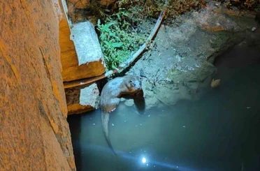 Bozkır’da su samurları yeniden görüldü
