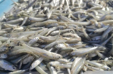 Bozkırın ortasındaki Çekerek’ten Avrupa’ya balık ihracatı 