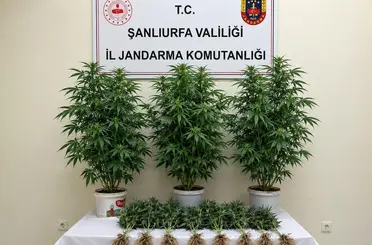 Bozova’da 13 kenevir bitkisi ele geçirildi
