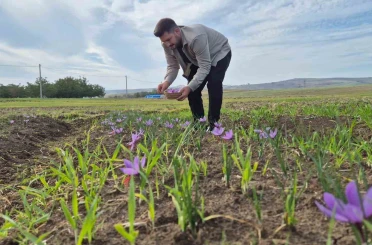 Bu baharatın kilosu 600 bin TL: Topraktan servet fışkırıyor 