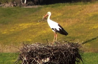 Bu da Leyleğin hırsızı 