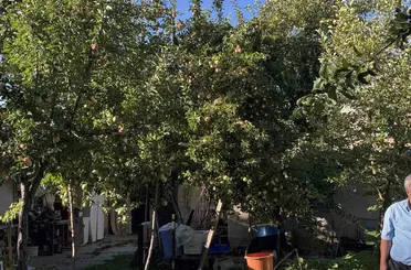 Bu elma dalından kopartıldıktan sonra 6 ay boyunca tüketilebiliyor
