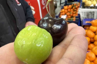 Bu meyveler aşerenler için Singapur’dan geliyor 