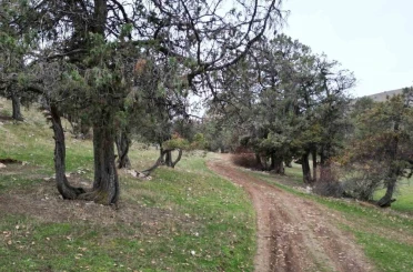 Bu ormana asırlardır balta girmiyor, kuruyup yıkılan ağaçlarda ormanda bırakılıyor 