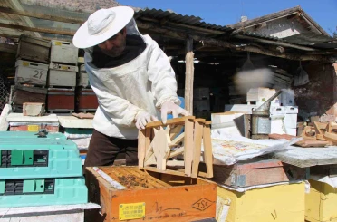 Bu seçimde kazananı ’arılar’ belirleyecek 