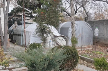 Bu serada sebze değil klasik araba yetişiyor