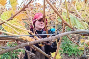 Budama maliyeti üreticiyi ailece bağa indirdi 