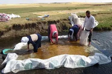 Buğdayın tarladan değirmene yolculuğu
