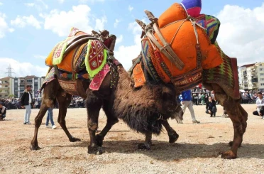 Buldan deve güreşlerine şap engeli 