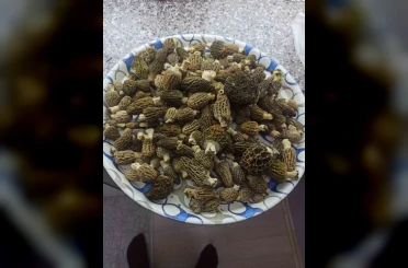 Buldan ormanlarında kuzugöbeği bereketi 