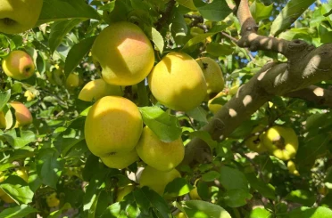 Buldan’da elma hasadı yüz güldürüyor 