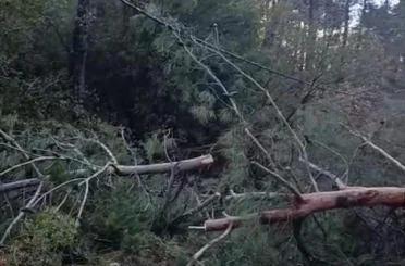 Buldan’da fırtınadan devrilen ağaçlar yolu kapattı 