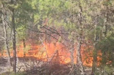 Buldan’da ormanlık alanda yangın çıktı