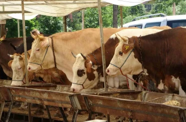Buldan’da şap karantinası kaldırıldı 