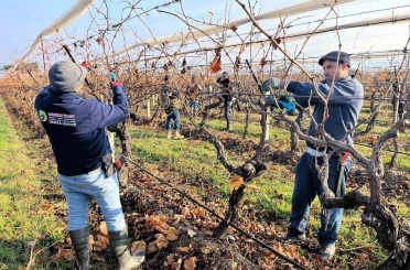 Buldan’ın tescilli üzümlerinin yetiştiği asmalar yeni sezona hazırlanıyor 