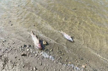 Burcun Göleti’nde balık ölümleri 