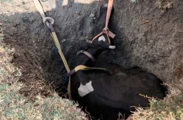 Burdur’da kuyuya düşen inek 2 saatlik çalışmayla kurtarıldı 