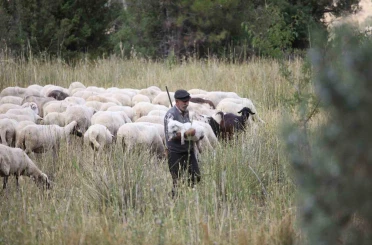 Burdur’un dağlarında yarım asırdır koyunların peşinde 