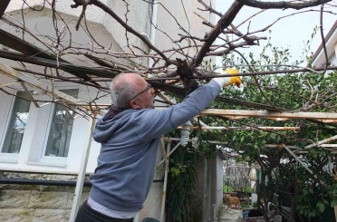 Burhaniye’de asmalarda budama sezonu başladı 