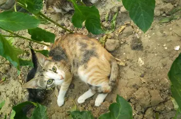 Burhaniye’de boruda sıkışan kedileri itfaiye kurtardı
