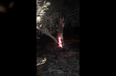 Burhaniye’de ot yangını bekçilerin dikkati sayesinde büyümeden önlendi 
