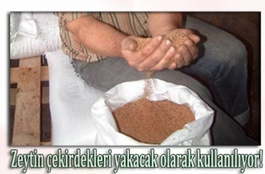 Burhaniye’de zeytin çekirdekleri Yunanistan’a ihraç ediliyor 