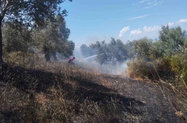 Burhaniye’de zeytinlik yangınına havadan ve karadan müdahale ediliyor 