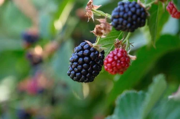 Bursa Büyükşehir 9 üründe fide ve fidan desteğinde bulunacak 