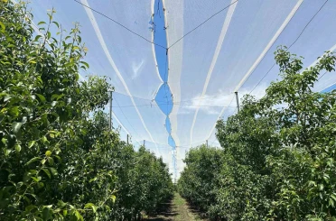 Bursa çiftçisi armut ve şeftalisini doludan fileyle koruyor 