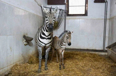 Bursa Hayvanat Bahçesi’nde zebra ailesi büyüyor 