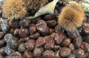 Bursa kestanesinin geleceği konuşuldu 