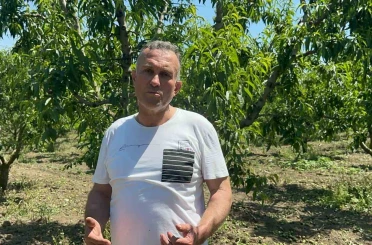 Bursa Ovası’nda dallarda üzüm salkımı gibi nektarin olunca "tekleme" uzun sürdü 