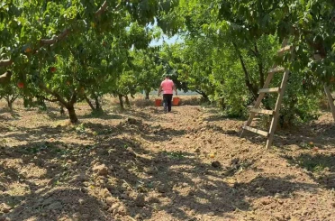 Bursa şeftalisinde hasat başladı 