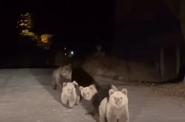 Bursa Uludağ Milli Parkı’nda ilginç karşılaşma 