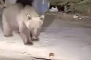 Bursa Uludağ’da koca ayıyı ekmekle beslediler 