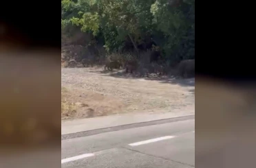 Bursa’da aç kalan domuzlar mahalleye ve mesire alanına indi 
