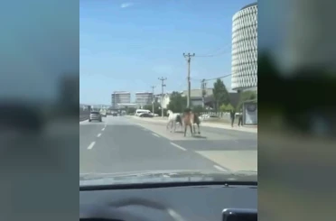 Bursa’da başıboş atlar trafiği tehlikeye attı 