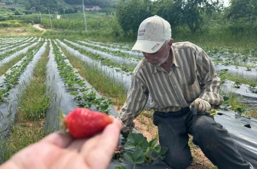 Bursa’da çilek hasadı başlıyor; üretici 100 lira fiyat bekliyor 